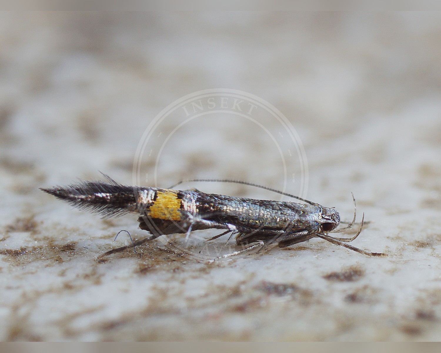 Her ses et billede af arten Cosmopterix orichalcea. Fotoet er taget af Ilia Ustyantsev og hentet fra Wikimedia Commons (CC BY-SA 2.0).
