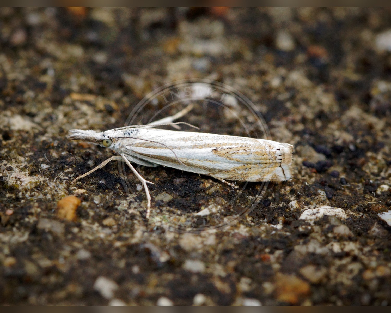 Her ses et billede af arten Crambus lathoniellus. Fotoet er taget af Ben Sale og hentet fra Wikimedia Commons (CC BY 2.0).