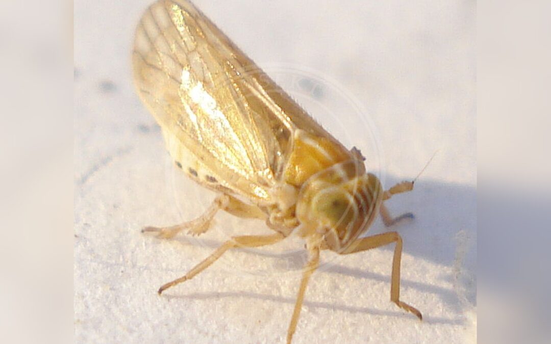 Her ses et billede af arten Criomorphus albomarginatus. Fotoet er taget af Mick Talbot og hentet fra Wikimedia Commons (CC BY 2.0).