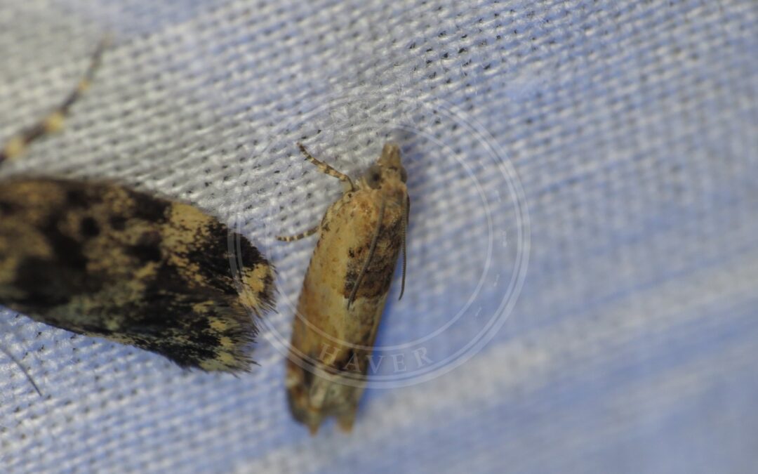 Crocidosema plebejana