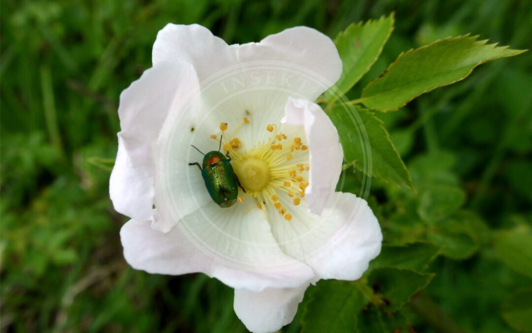 Her ses et billede af arten Cryptocephalus aureolus. Fotoet er taget af Günter Josef Radig og hentet fra Wikimedia Commons (CC BY-SA 3.0).
