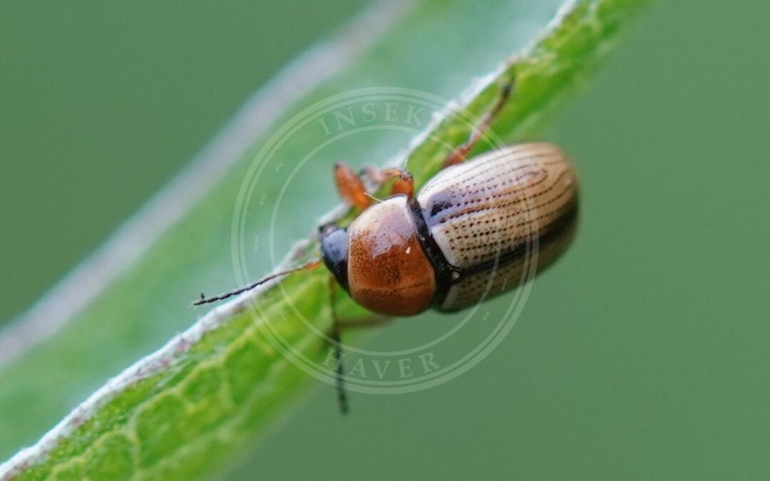 Her ses et billede af arten Cryptocephalus fulvus. Fotoet er taget af AfroBrazilian og hentet fra Wikimedia Commons (CC BY-SA 4.0).