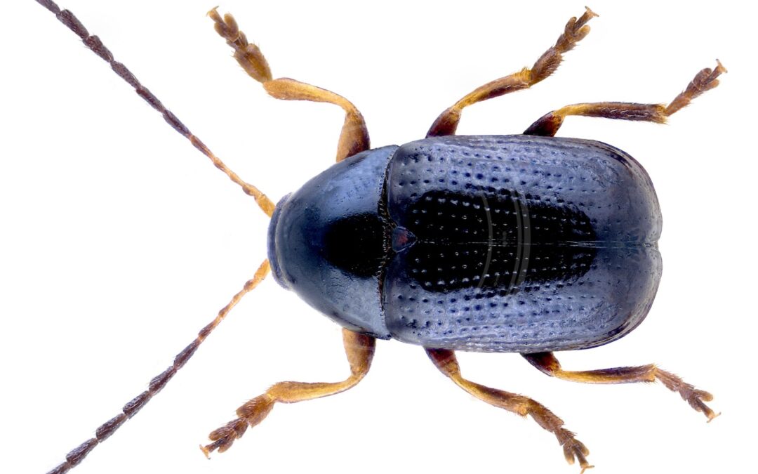 Her ses et billede af arten Cryptocephalus labiatus. Fotoet er taget af URSchmidt og hentet fra Wikimedia Commons (CC BY-SA 4.0).