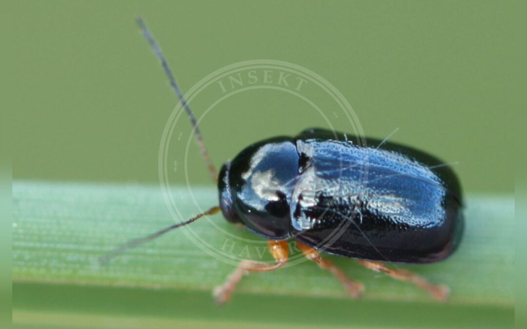 Her ses et billede af arten Cryptocephalus nitidus. Fotoet er taget af Slimguy og hentet fra Wikimedia Commons (CC BY 4.0).