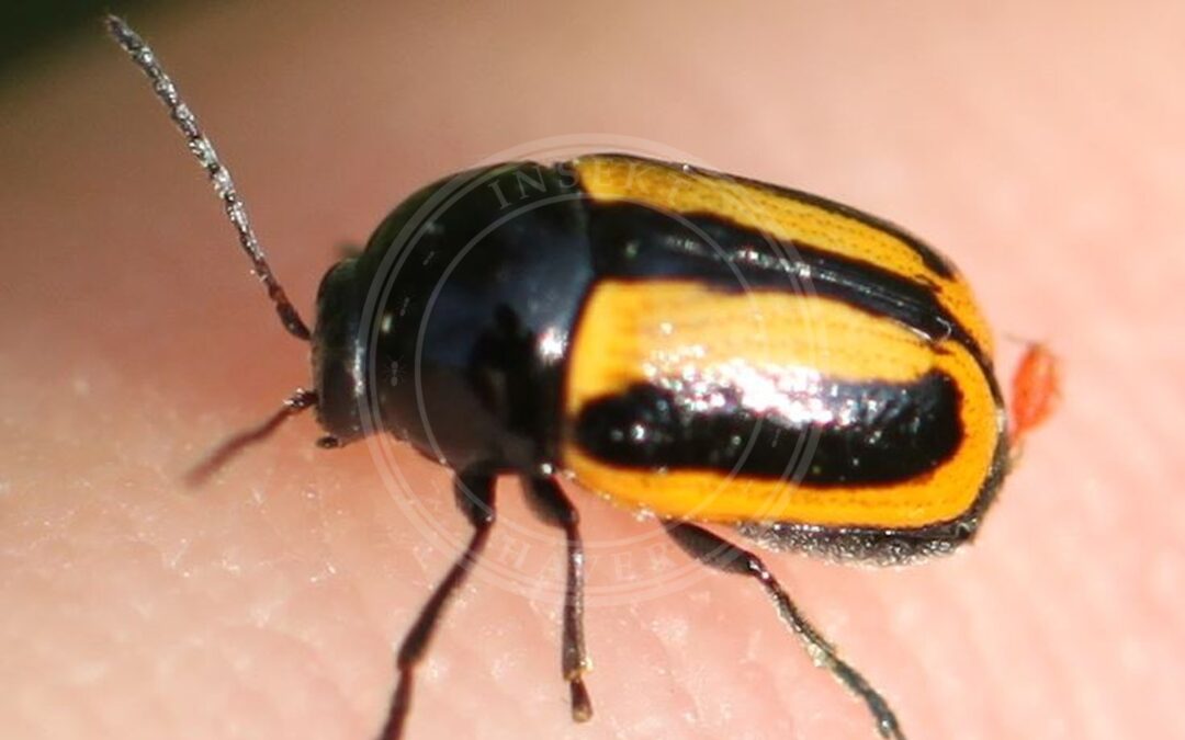 Her ses et billede af arten Cryptocephalus vittatus. Fotoet er taget af Slimguy og hentet fra Wikimedia Commons (CC BY 4.0).