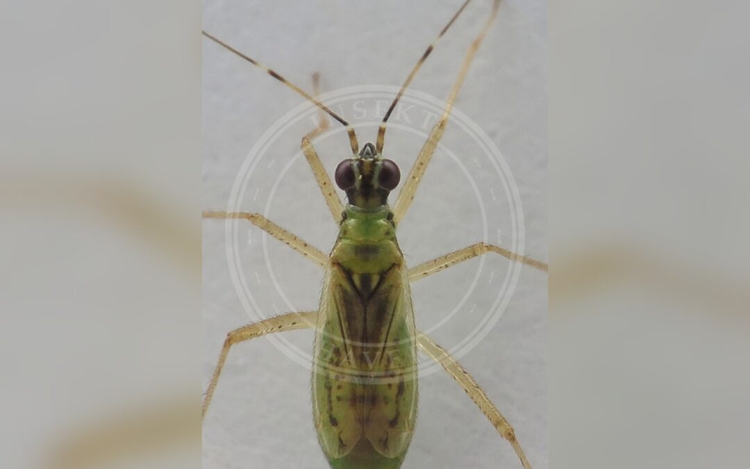 Her ses et billede af arten Dagpragtstjernetæge (Dicyphus constrictus). Fotoet er taget af Petro Pynnönen og hentet fra Wikimedia Commons (CC BY-SA 4.0).
