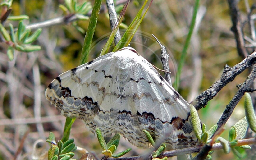Her ses et billede af arten Dekoreret Duskmåler (Scopula decorata). Fotoet er taget af Bernard DUPONT og hentet fra Wikimedia Commons (CC BY-SA 2.0).