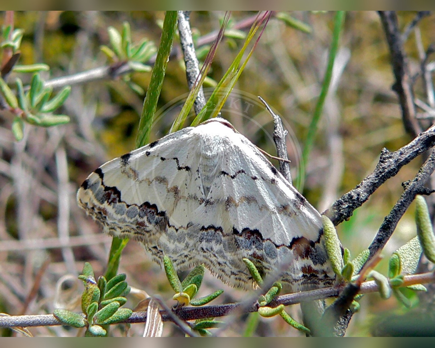 Her ses et billede af arten Dekoreret Duskmåler (Scopula decorata). Fotoet er taget af Bernard DUPONT og hentet fra Wikimedia Commons (CC BY-SA 2.0).