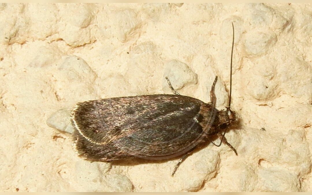 Depressaria pimpinellae – Depressaria pimpinellae