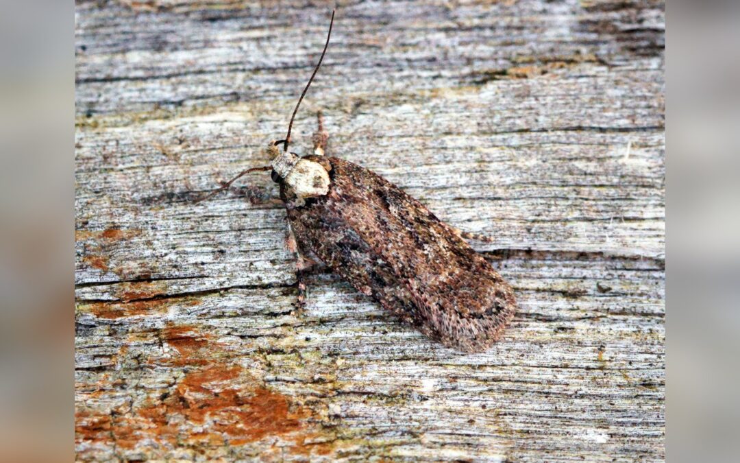 Depressaria pulcherrimella – Depressaria pulcherrimella