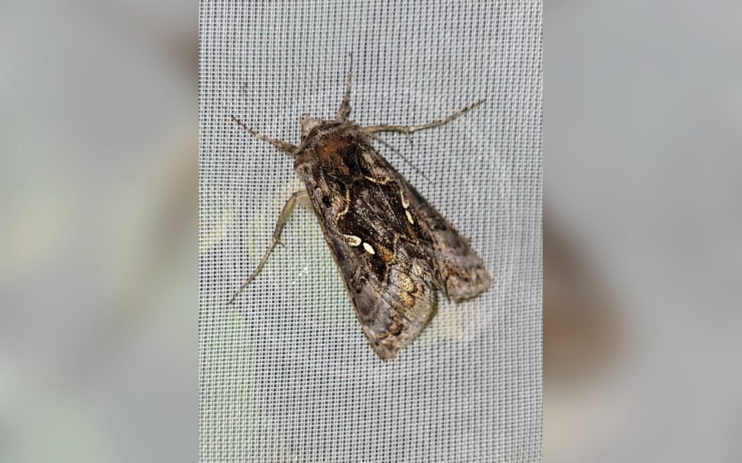 Her ses et billede af arten Det Gyldne Y (Autographa buraetica). Fotoet er taget af Pavel Smirnov og hentet fra iNaturalist (CC BY).