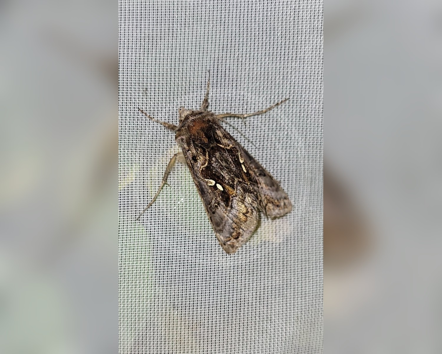 Her ses et billede af arten Det Gyldne Y (Autographa buraetica). Fotoet er taget af Pavel Smirnov og hentet fra iNaturalist (CC BY).
