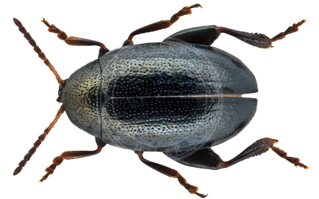 Dibolia occultans – Dibolia occultans