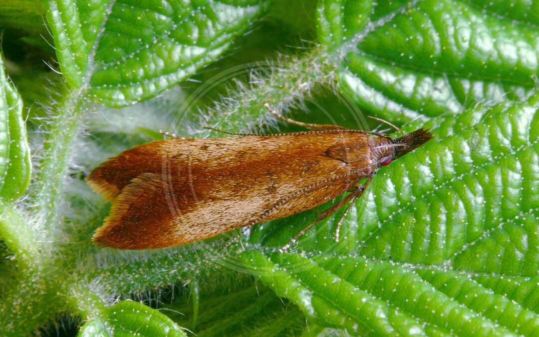 Her ses et billede af arten Dichomeris ustalella. Fotoet er taget af Patrick Clement og hentet fra Wikimedia Commons (CC BY 2.0).