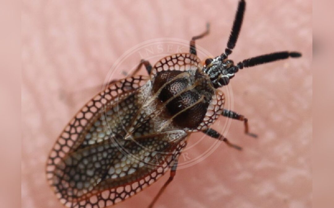 Her ses et billede af arten Dictyonota strichnocera. Fotoet er taget af Slimguy og hentet fra Wikimedia Commons (CC BY 4.0).