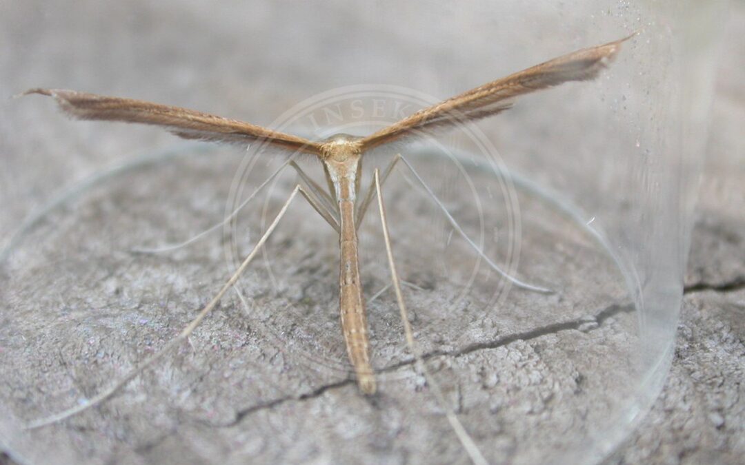 Her ses et billede af arten Djævelsbid-Fjermøl (Stenoptilia bipunctidactyla). Fotoet er taget af Donald Hobern og hentet fra Wikimedia Commons (CC BY 2.0).