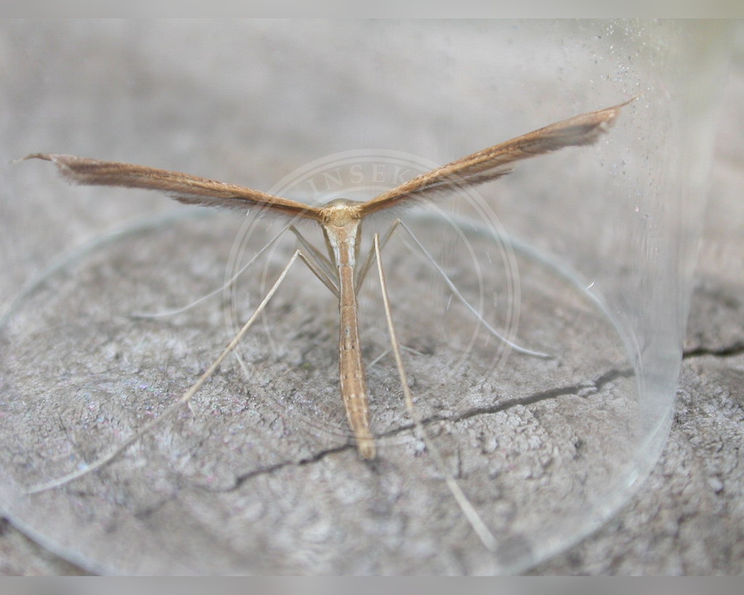 Her ses et billede af arten Djævelsbid-Fjermøl (Stenoptilia bipunctidactyla). Fotoet er taget af Donald Hobern og hentet fra Wikimedia Commons (CC BY 2.0).
