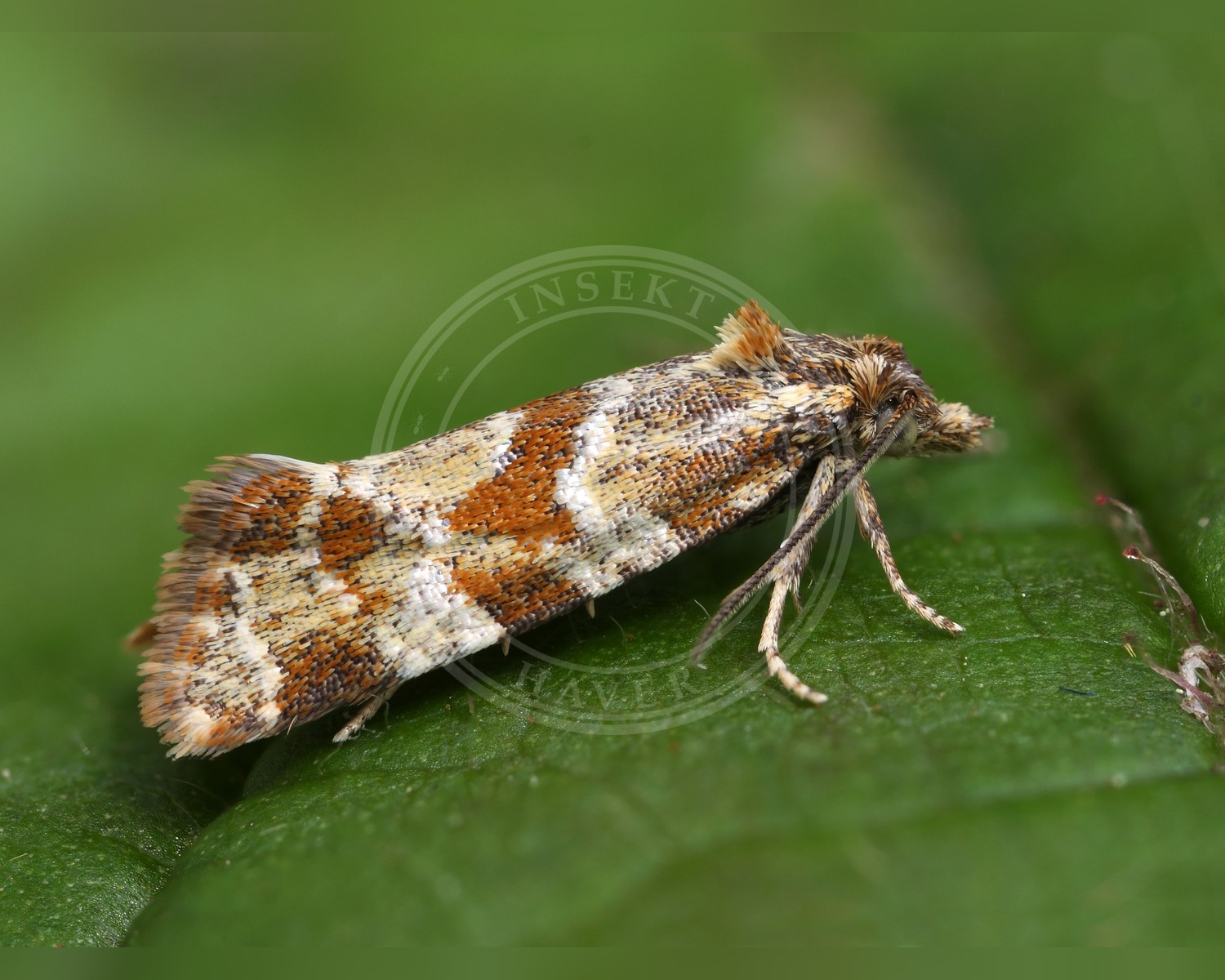 Her ses et billede af arten Djævelsbidvikler (Aethes hartmanniana). Fotoet er taget af Patrick Clement og hentet fra Wikimedia Commons (CC BY 2.0).
