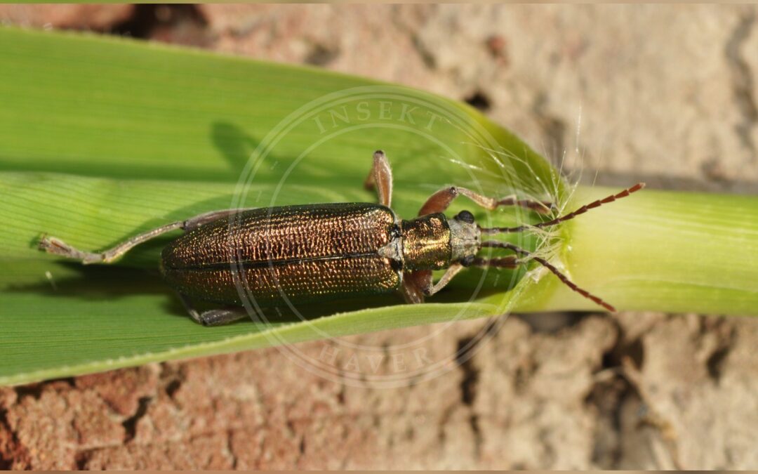 Donacia vulgaris – Donacia vulgaris