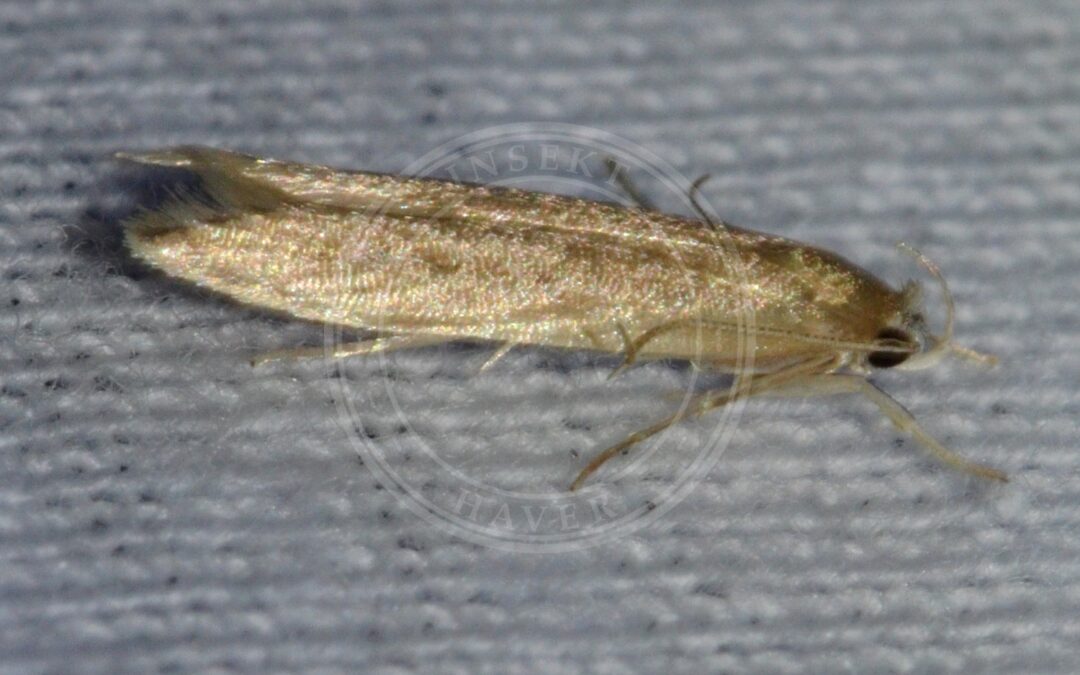Her ses et billede af arten Dunhammermøl (Limnaecia phragmitella). Fotoet er taget af Andy Reago & Chrissy McClarren og hentet fra Wikimedia Commons (CC BY 2.0).