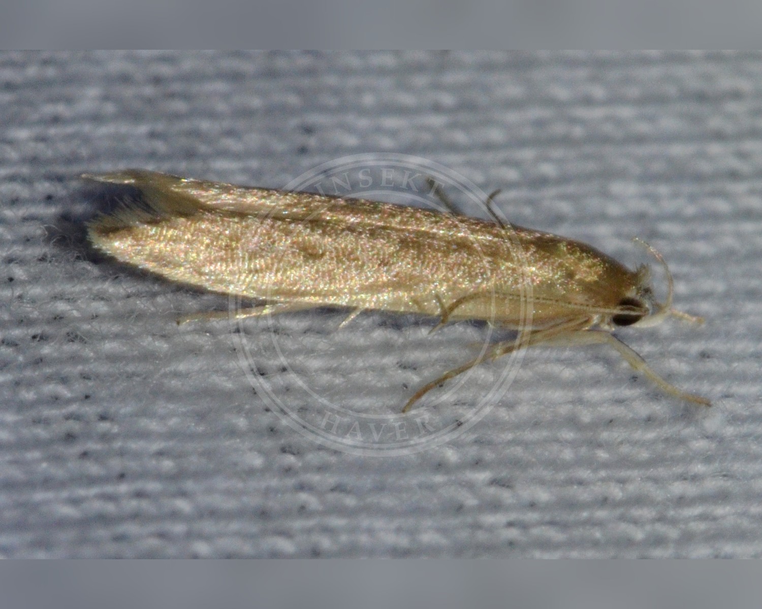 Her ses et billede af arten Dunhammermøl (Limnaecia phragmitella). Fotoet er taget af Andy Reago & Chrissy McClarren og hentet fra Wikimedia Commons (CC BY 2.0).