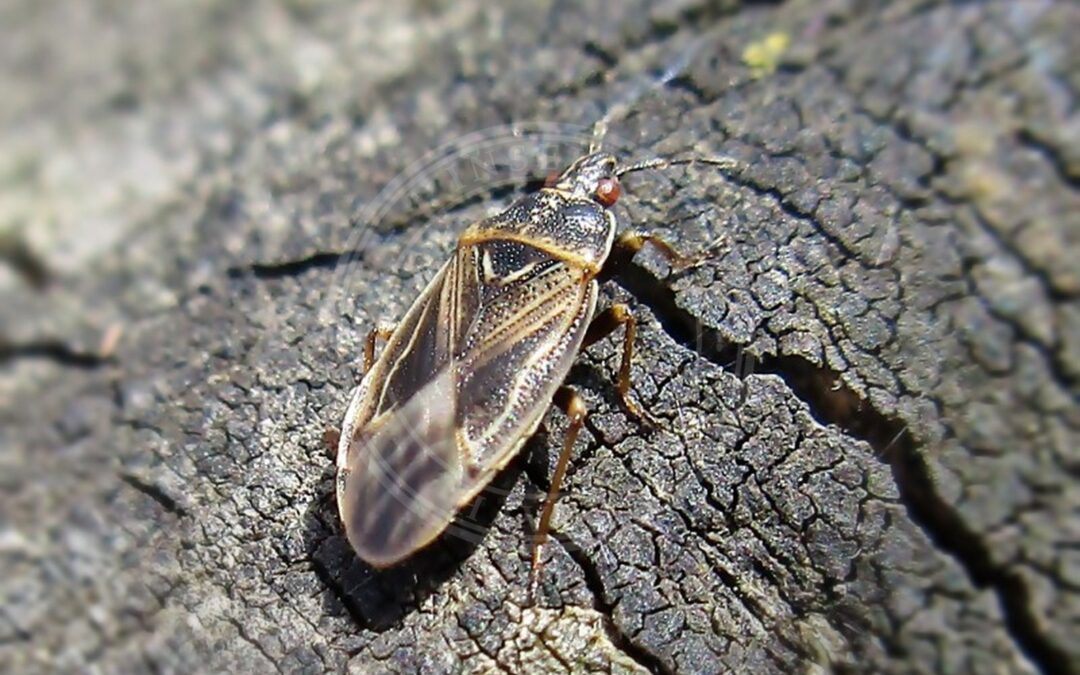 Her ses et billede af arten Dunhammertæge (Chilacis typhae). Fotoet er taget af Bj.schoenmakers og hentet fra Wikimedia Commons (CC0).