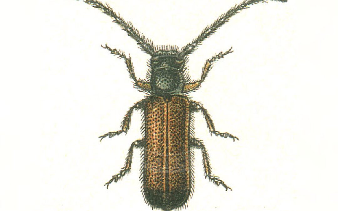 Her ses et billede af arten Dværgbuk (Tetrops praeustus). Fotoet er taget af G.G. Yakobson og hentet fra Wikimedia Commons (Public domain).