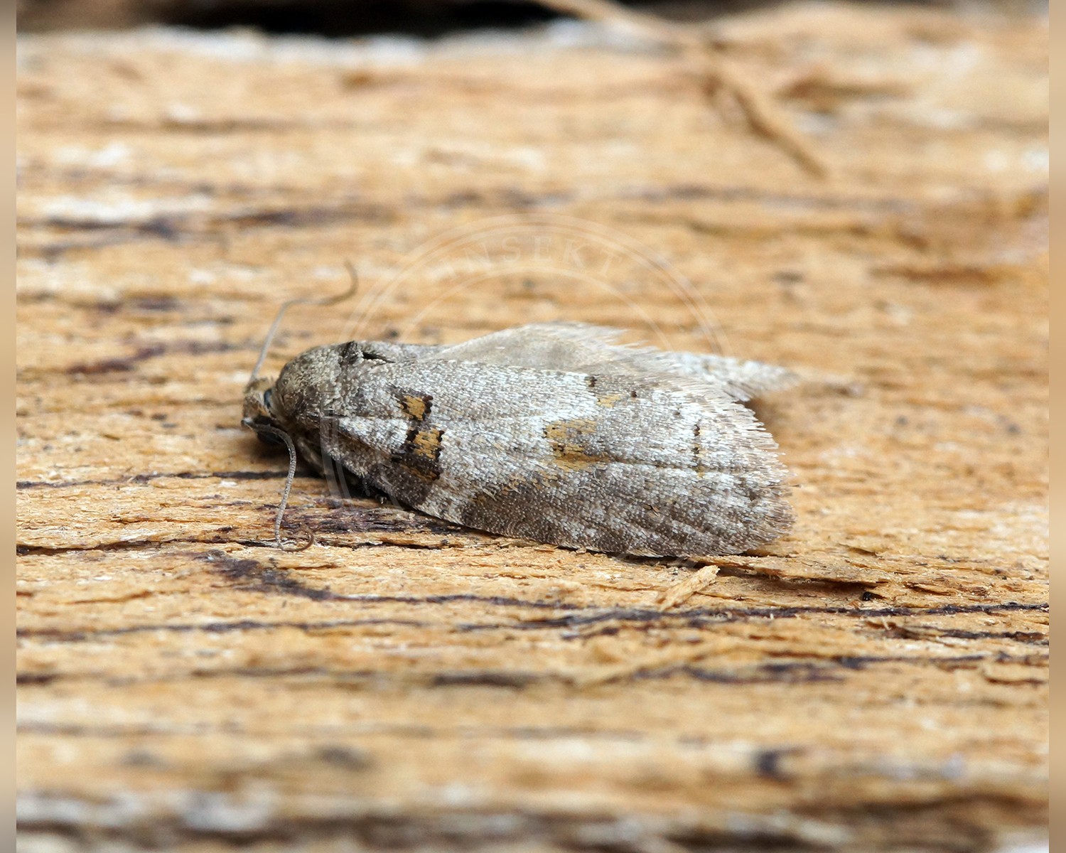 Her ses et billede af arten Okseøjevikler (Eana incanana). Fotoet er taget af Ben Sale og hentet fra Wikimedia Commons (CC BY 2.0).