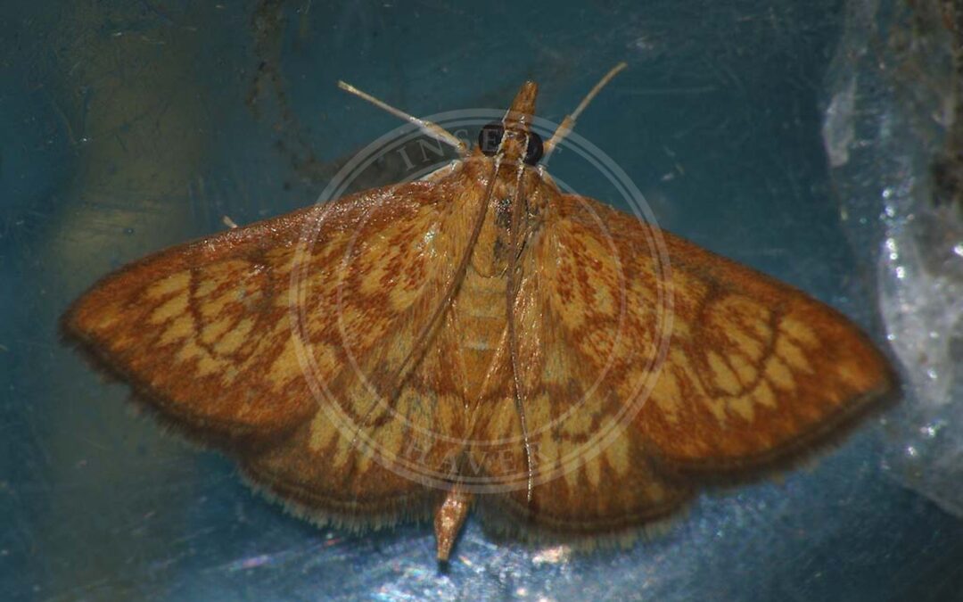 Her ses et billede af arten Ecpyrrhorrhoe rubiginalis. Fotoet er taget af Ilia Ustyantsev og hentet fra Wikimedia Commons (CC BY-SA 2.0).