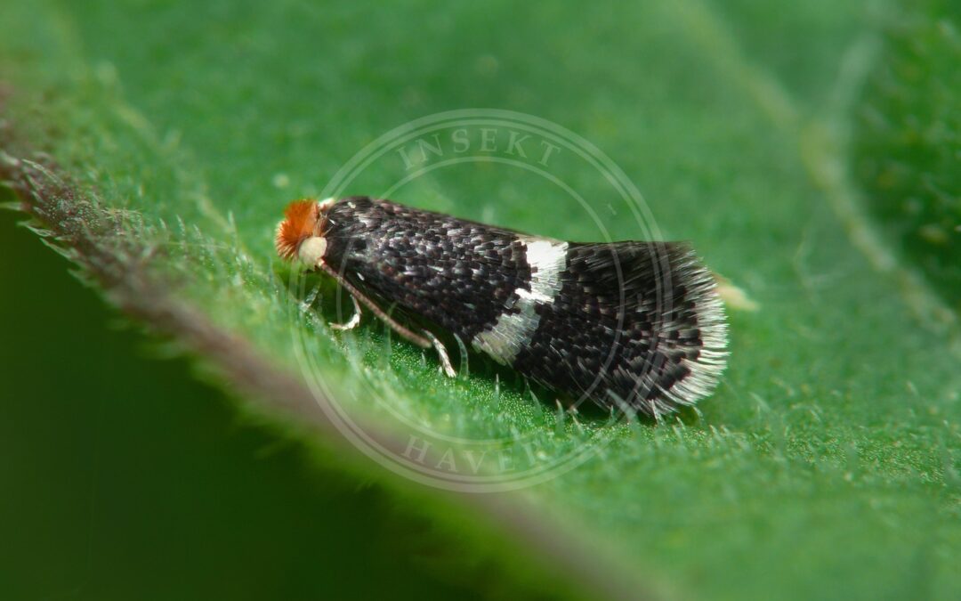Ectoedemia atricollis – Ectoedemia atricollis