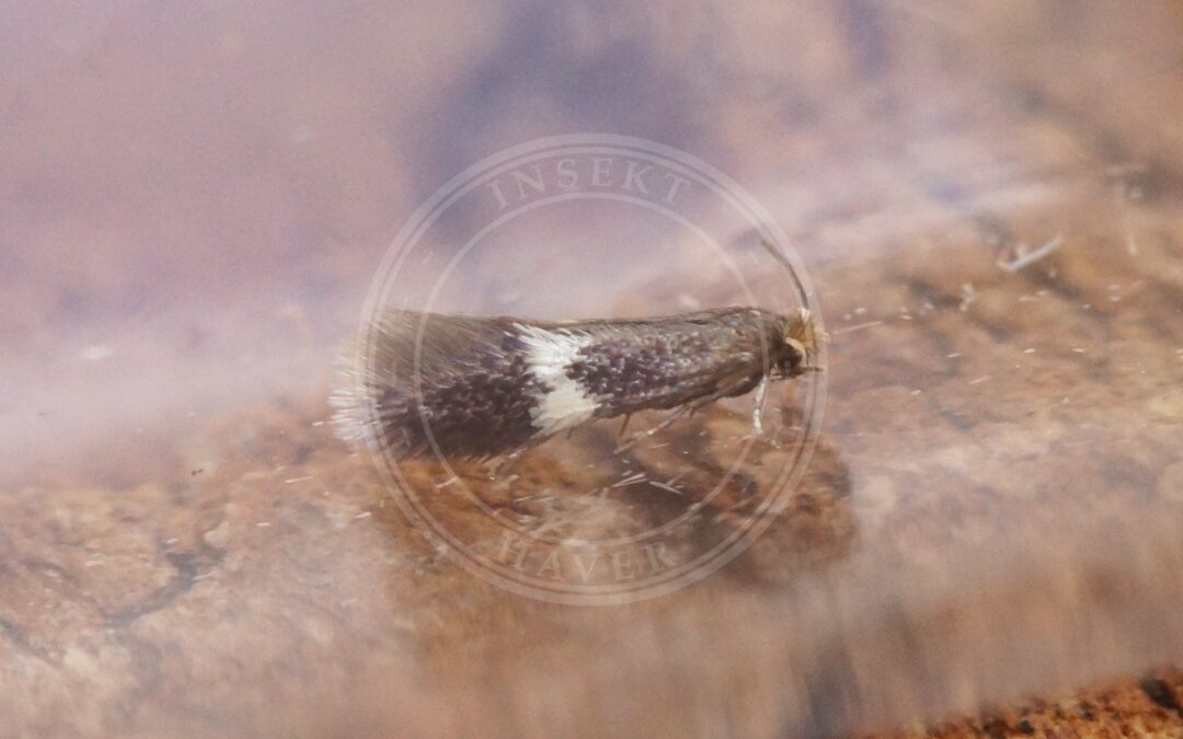 Ectoedemia minimella – Ectoedemia minimella
