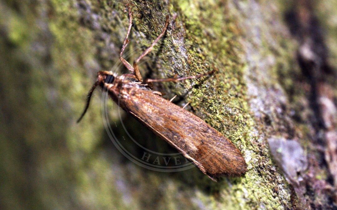 Her ses et billede af arten Efterårsprydvinge (Diurnea lipsiella). Fotoet er taget af Ben Sale og hentet fra Wikimedia Commons (CC BY 2.0).