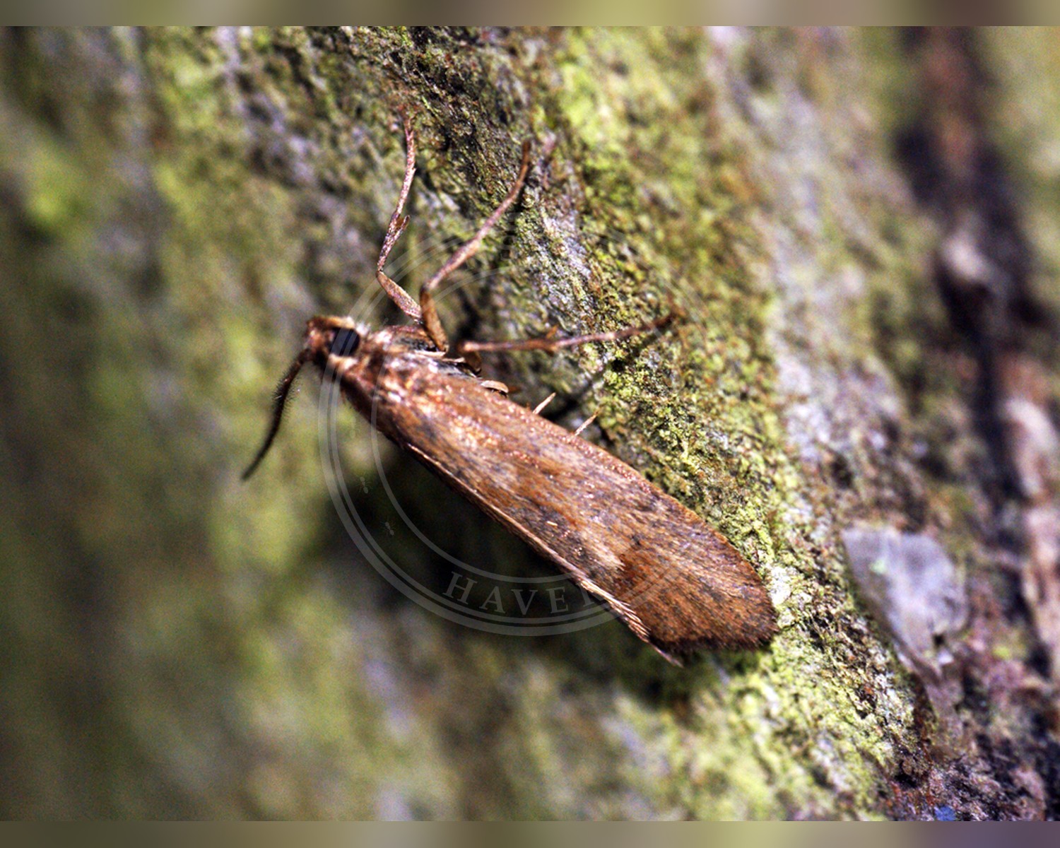Her ses et billede af arten Efterårsprydvinge (Diurnea lipsiella). Fotoet er taget af Ben Sale og hentet fra Wikimedia Commons (CC BY 2.0).