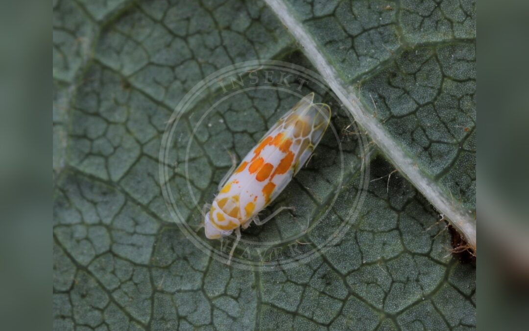 Her ses et billede af arten Egemikrocikade (Typhlocyba quercus). Fotoet er taget af ilkkat og hentet fra Wikimedia Commons (CC BY-SA 4.0).