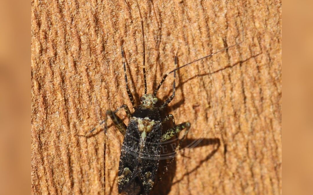 Her ses et billede af arten Egeskovtæge (Phytocoris dimidiatus). Fotoet er taget af Slimguy og hentet fra Wikimedia Commons (CC BY 4.0).