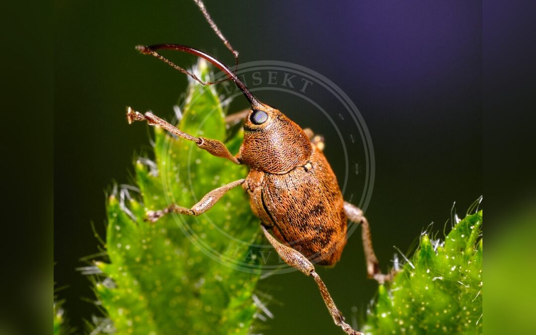 Her ses et billede af arten Egesnudebille (Curculio glandium). Fotoet er taget af Lukas Large og hentet fra Wikimedia Commons (CC BY-SA 2.0).