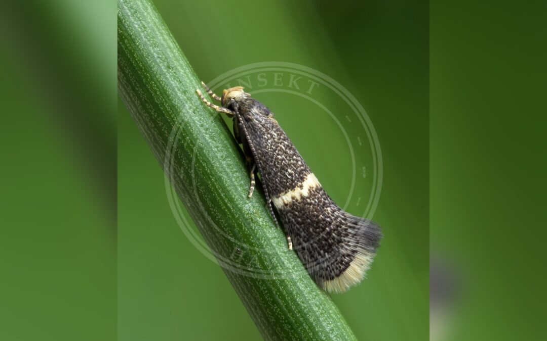 Elachista adscitella – Elachista adscitella
