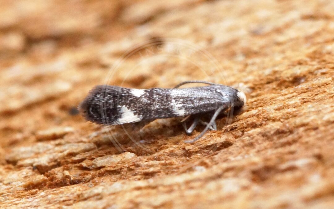 Her ses et billede af arten Elachista albifrontella. Fotoet er taget af Ben Sale og hentet fra Wikimedia Commons (CC BY 2.0).
