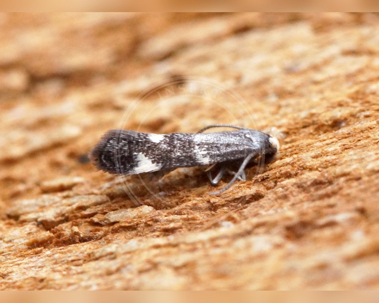 Her ses et billede af arten Elachista albifrontella. Fotoet er taget af Ben Sale og hentet fra Wikimedia Commons (CC BY 2.0).