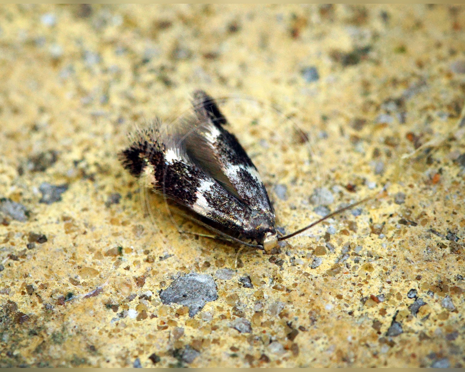 Her ses et billede af arten Elachista apicipunctella. Fotoet er taget af Ben Sale og hentet fra Wikimedia Commons (CC BY 2.0).