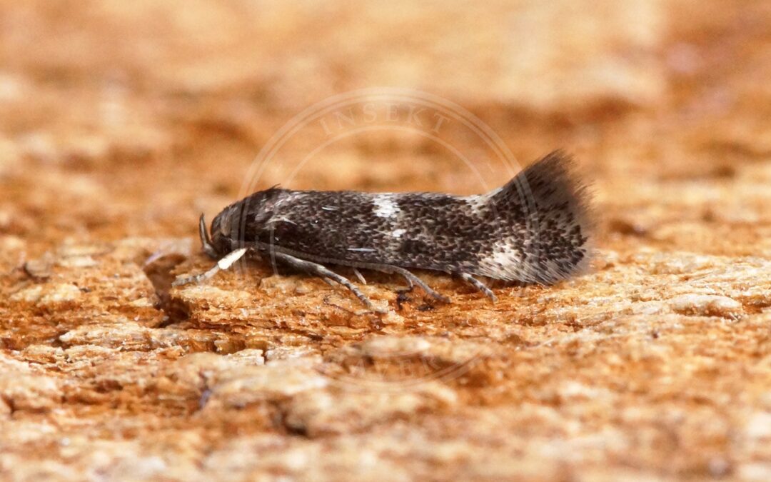 Elachista atricomella – Elachista atricomella