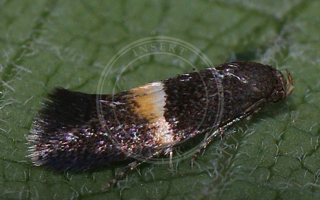 Elachista bisulcella – Elachista bisulcella