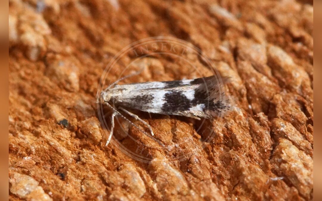 Elachista canapennella – Elachista canapennella