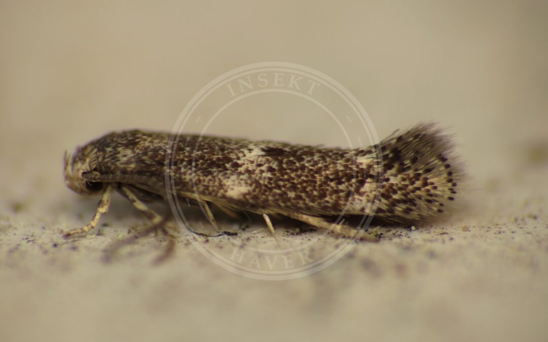 Elachista freyerella – Elachista freyerella