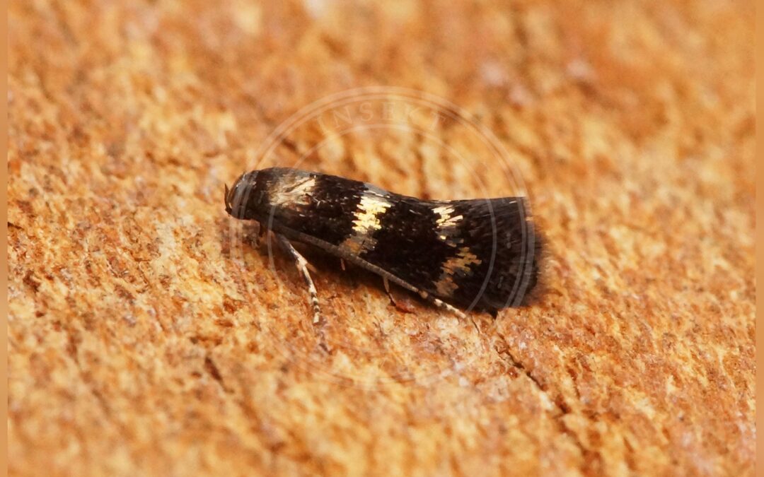 Elachista gleichenella – Elachista gleichenella