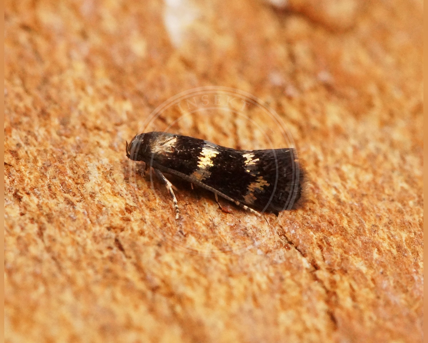 Her ses et billede af arten Elachista gleichenella. Fotoet er taget af Ben Sale og hentet fra Wikimedia Commons (CC BY 2.0).