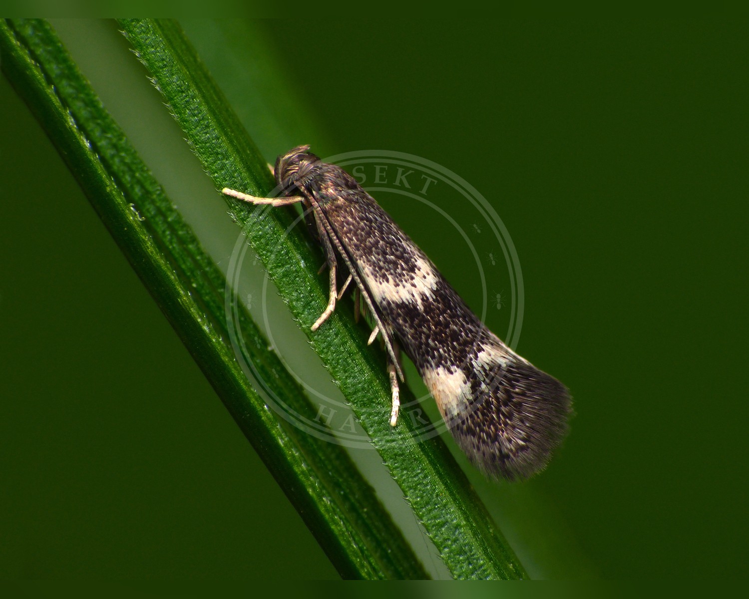 Her ses et billede af arten Elachista humilis. Fotoet er taget af Patrick Clement og hentet fra Wikimedia Commons (CC BY 2.0).