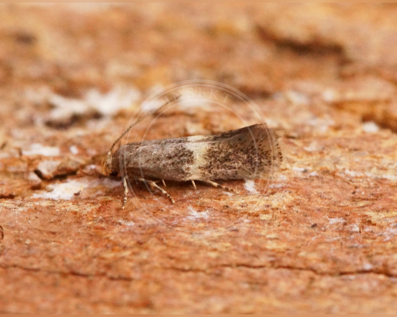 Her ses et billede af arten Elachista obliquella. Fotoet er taget af Ben Sale og hentet fra Wikimedia Commons (CC BY 2.0).