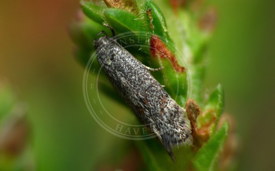 Elachista serricornis – Elachista serricornis