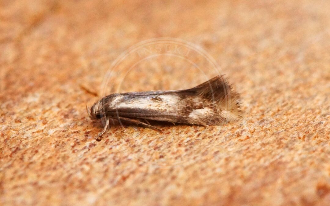 Elachista utonella – Elachista utonella